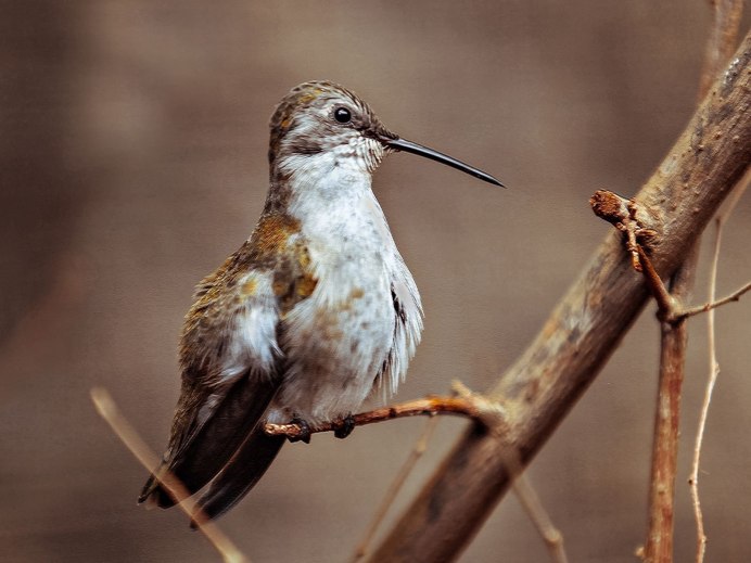 Маленькая птичка с длинным клювом