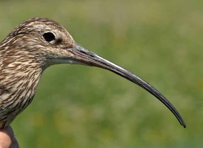 Чернозобик Calidris Alpina