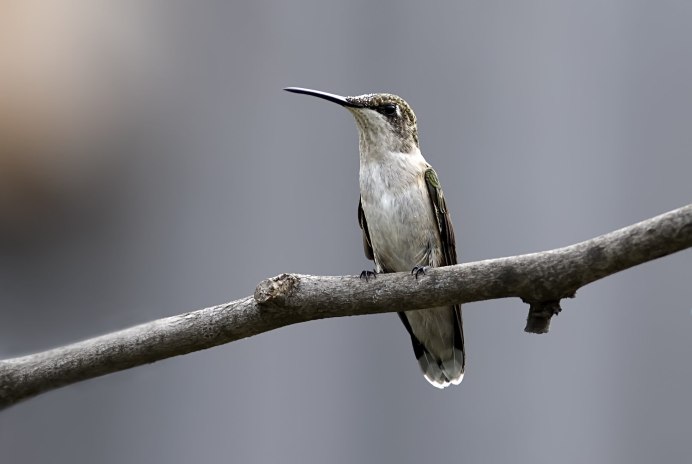 Нырок чомга