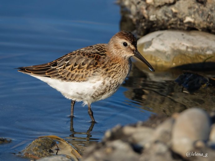 Пятнистый кактусовый крапивник