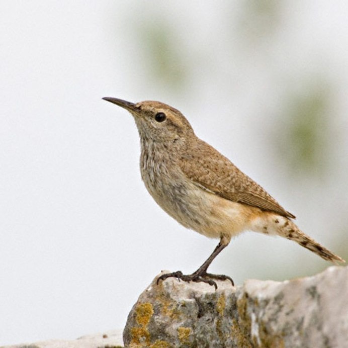 Цапля нырок