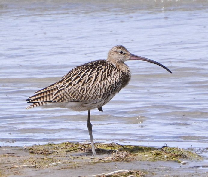 Черныш Tringa ochropus