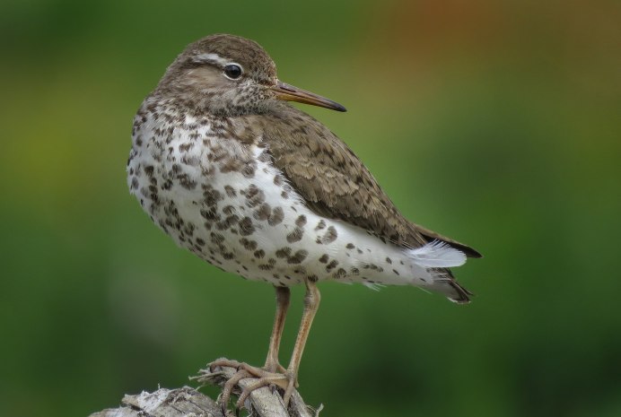 Лапы Кулика