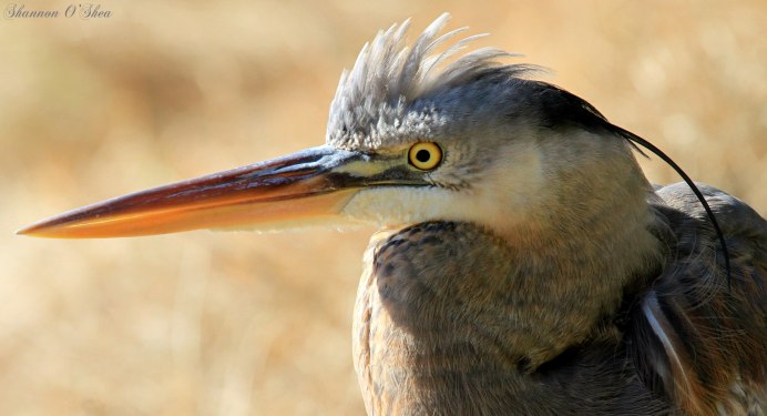 Нырок поганка