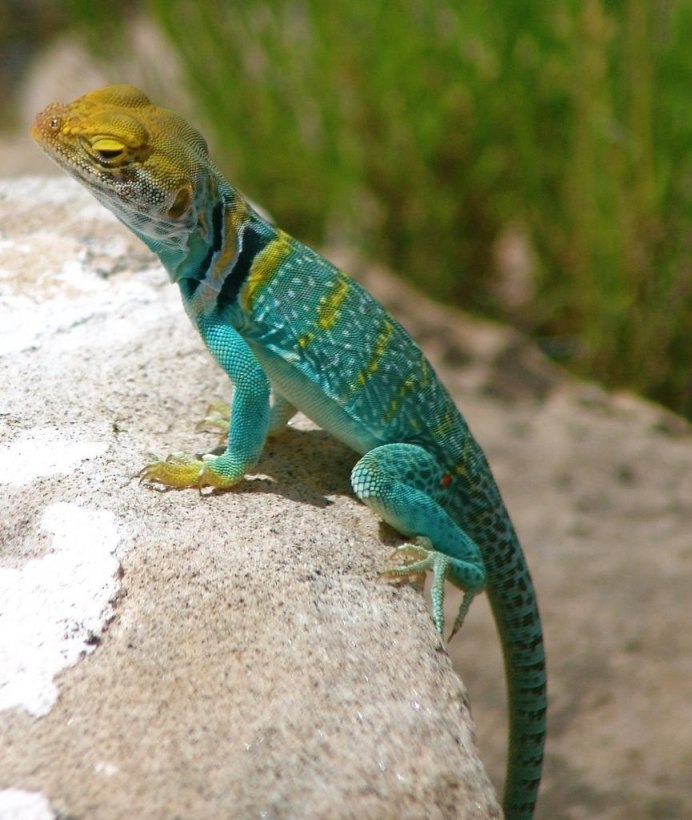 Ящерица Lacerta Agilis