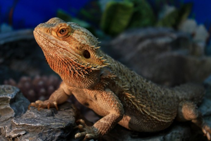 Ящерица Луговая (Lacerta praticola)
