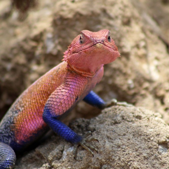 Lizard King ящерица
