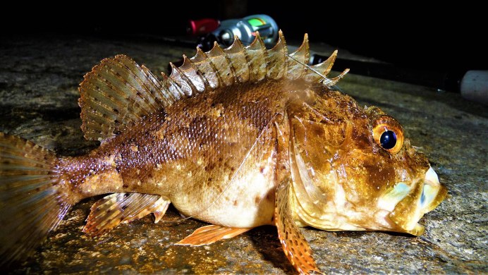 Скорпена рыба черного моря