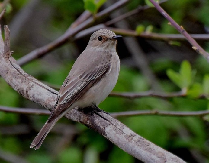 Дрозд-деряба (turdus viscivorus)