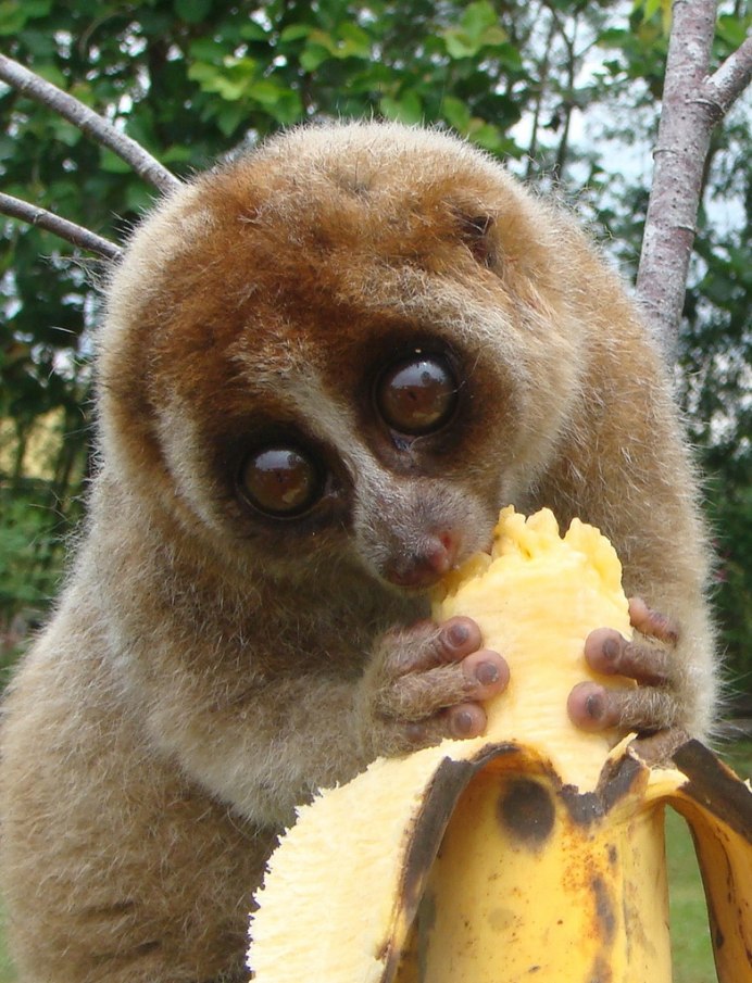 Eris Loris