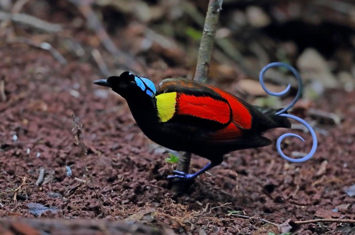 Ptiloris paradiseus
