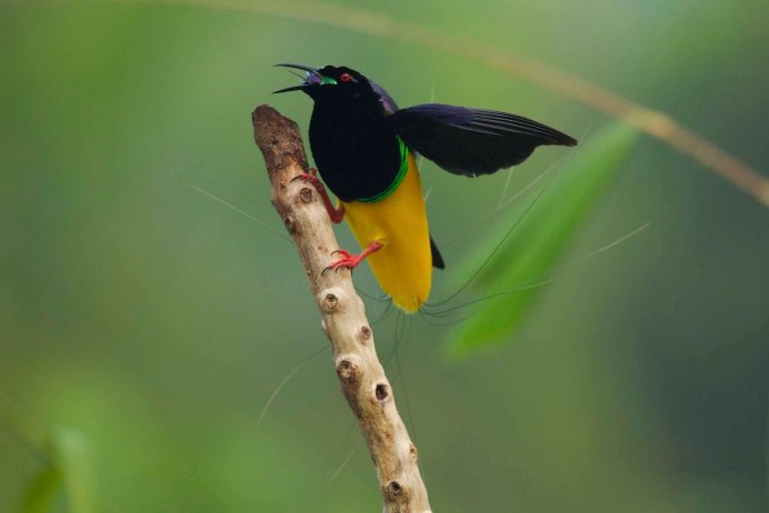 Paradisaea Rudolphi