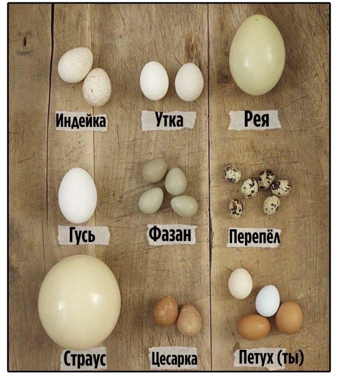 Гнездо шпорцевой кукушки