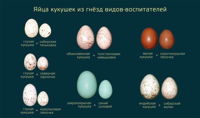 Яйцо кукушки размер