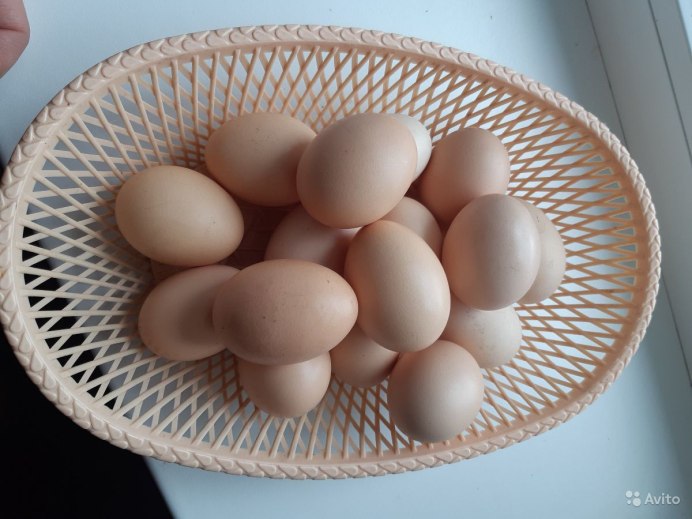 Яйца кукушки