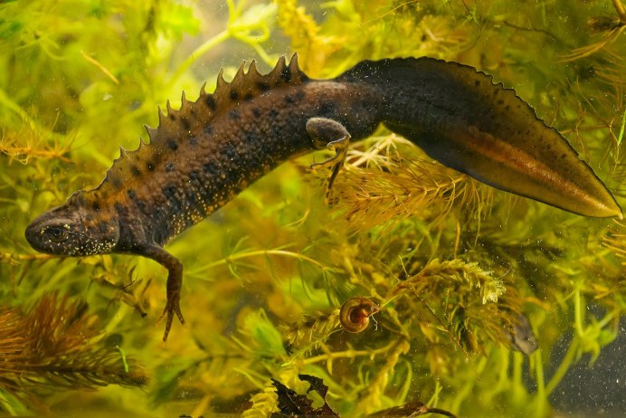 Гребенчатый Тритон Triturus cristatus (Laurenti, 1768)