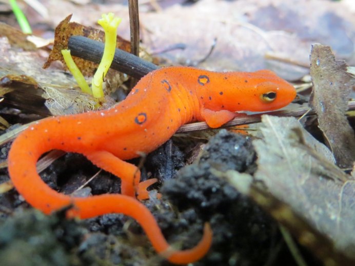 Обыкновенный Тритон Lissotriton vulgaris