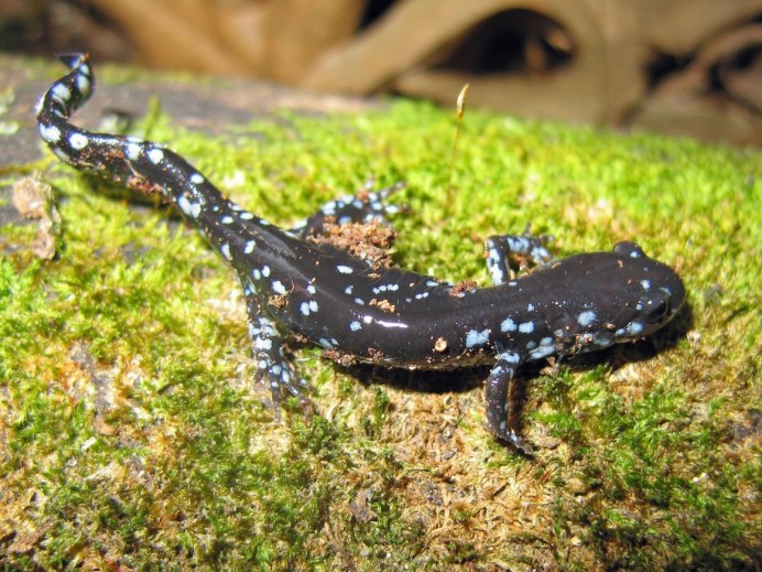 Сибирский углозуб Salamandrella keyserlingii