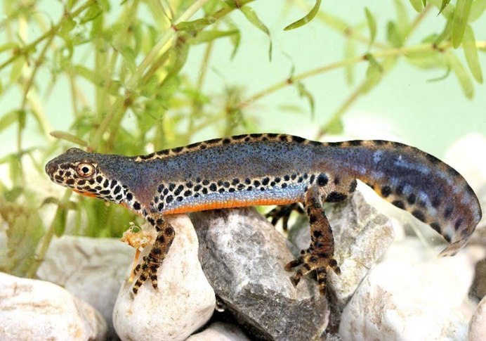 Обыкновенный Тритон Ланца Triturus vulgaris Lantzi