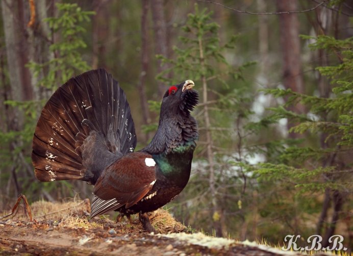 Тетерев альбинос