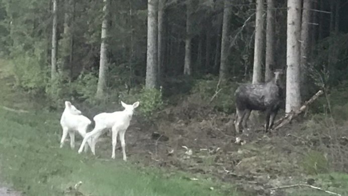 Птицы альбиносы фото