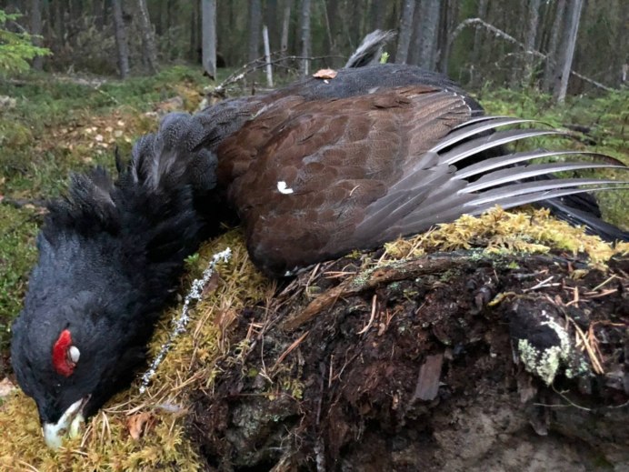 Таежный пернатый рыбоед