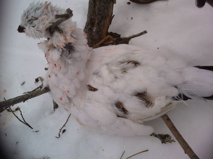 Ворон альбинос