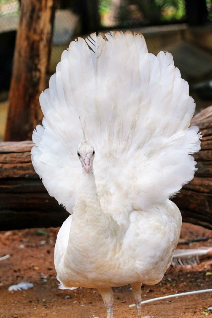 Глухарь тетерев рябчик фото