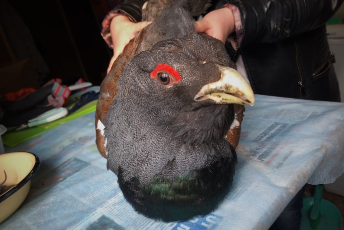 Фото глухаря на елке зимой