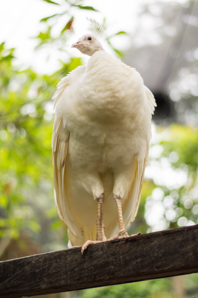 Turkey Hunting White