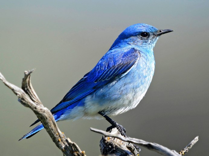 Голубой ара и гиацинтовый ара