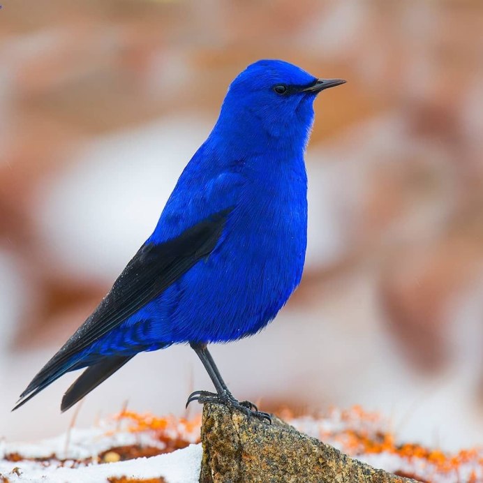 Геншин Павлин