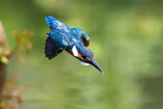 Попугай ара гиацинтовый