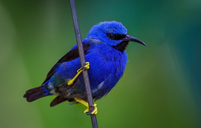 Голубой попугай ара