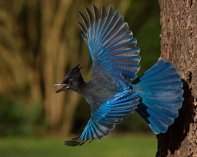 Синяя Галка птица