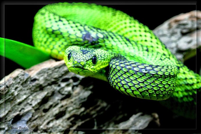 Atheris barbouri