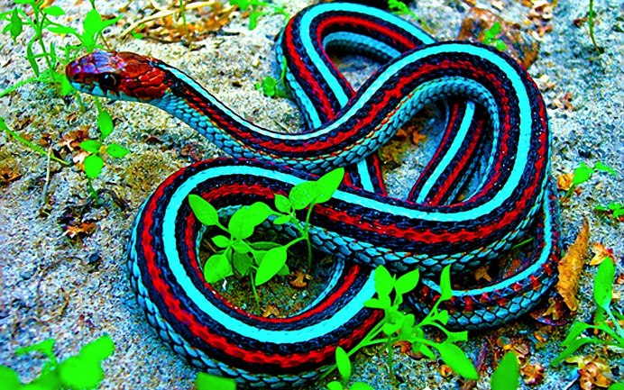 Белогубая куфия Trimeresurus insularis
