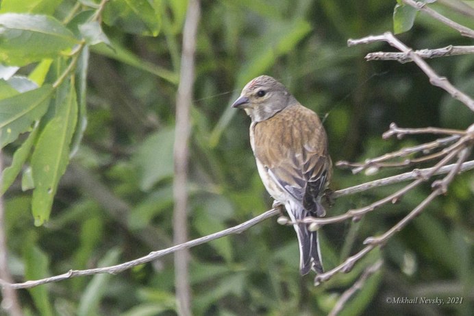 Коноплянка (Acanthis cannabina (Carduelis cannabina))