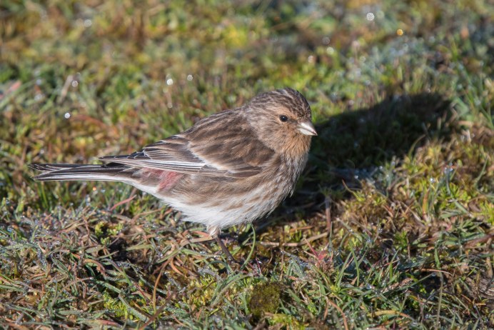 Коноплянка (Acanthis cannabina (Carduelis cannabina))