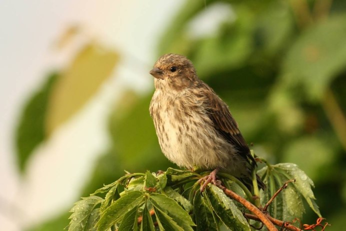 Коноплянка (Acanthis cannabina (Carduelis cannabina))