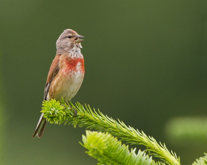 Коноплянка (Acanthis cannabina (Carduelis cannabina))