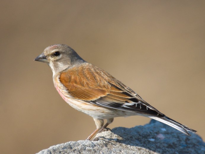 Горная чечётка (Горная Коноплянка) (Acanthis flavirostris (Carduelis flavirostris))