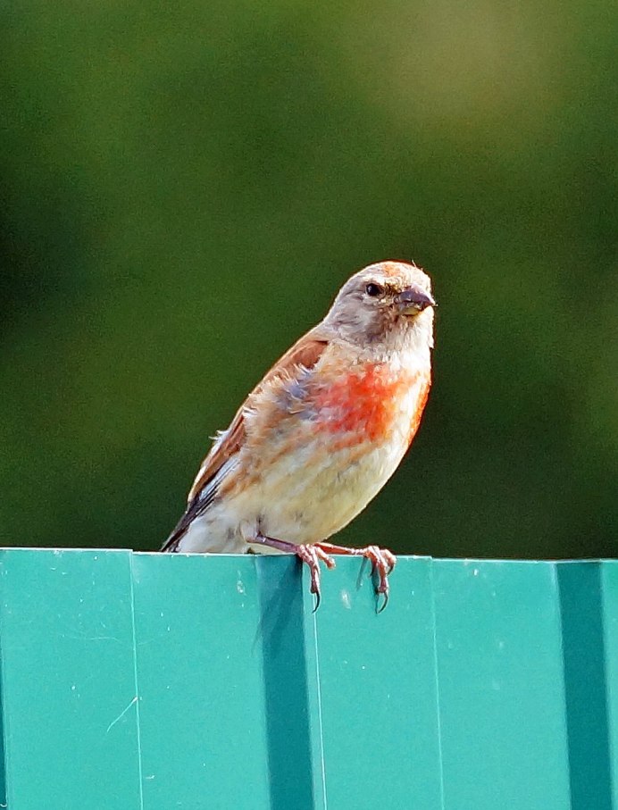 Горная чечётка (Горная Коноплянка) (Acanthis flavirostris (Carduelis flavirostris))