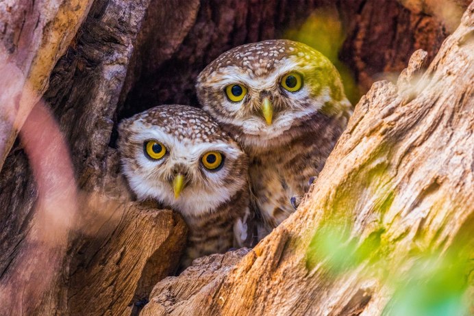Филин обыкновенный (Bubo Bubo)