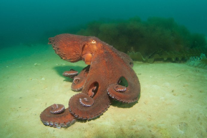 Giant Pacific Octopus