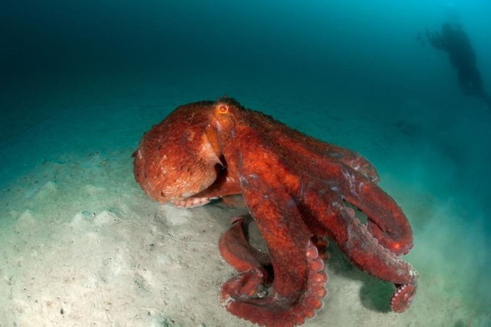 Giant Pacific Octopus