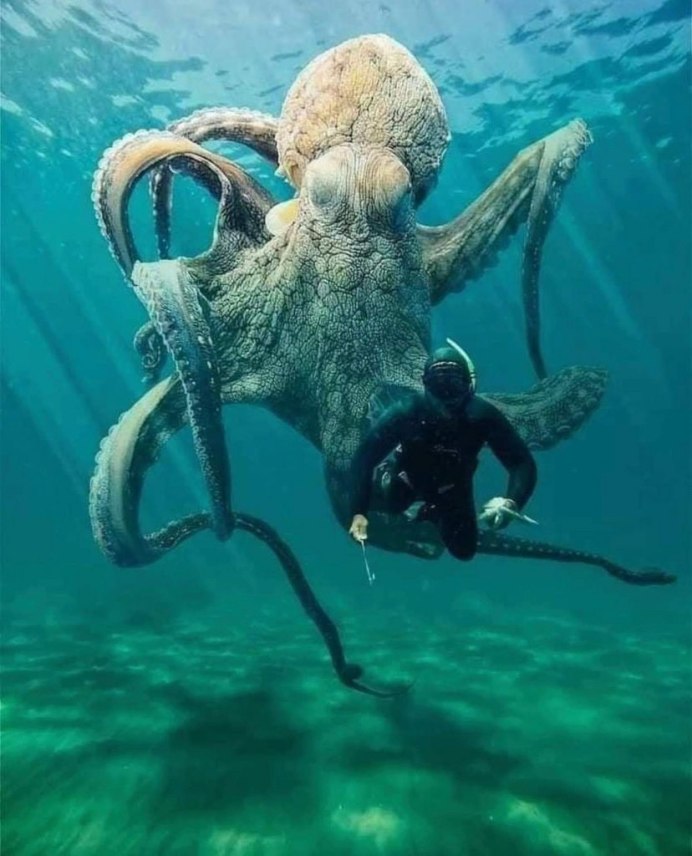 Осьминог Дофлейна гигантский