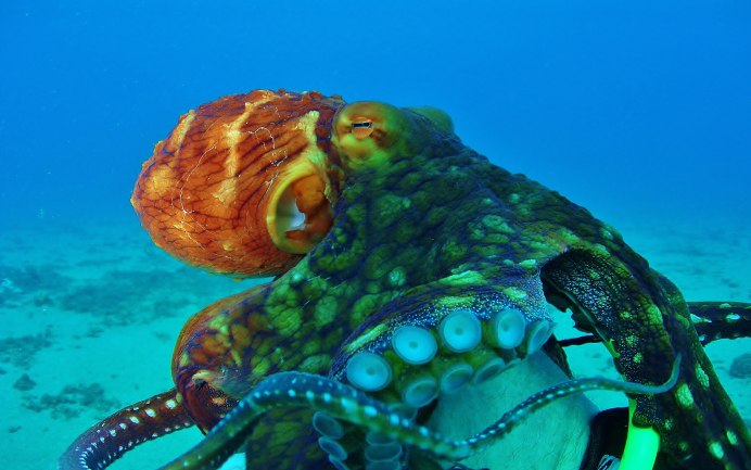Giant Pacific Octopus с человеком
