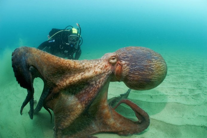 Giant Pacific Octopus
