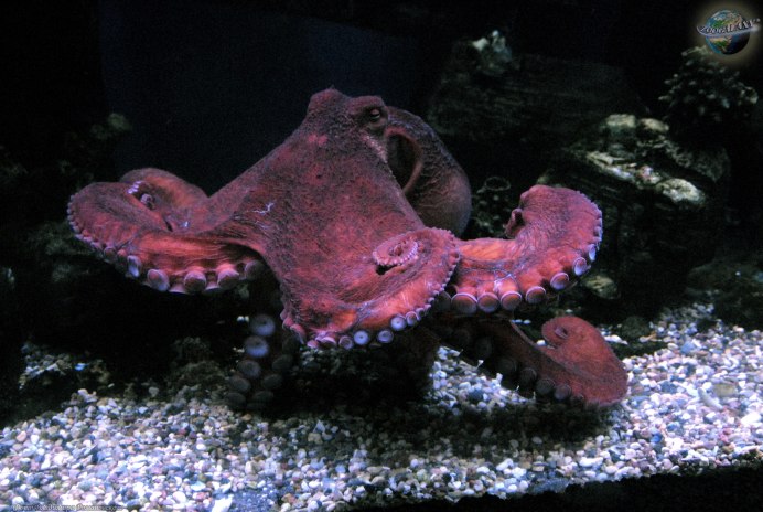 Гигантский осьминог (Enteroctopus dofleini)